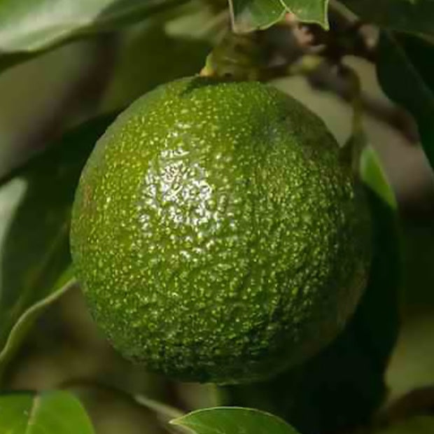 Avocatier Reed (de Greffe)