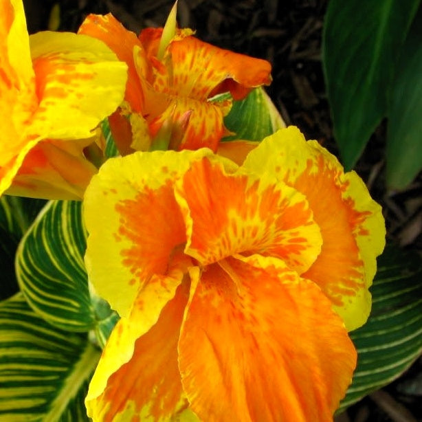 Canna Tropicanna Gold