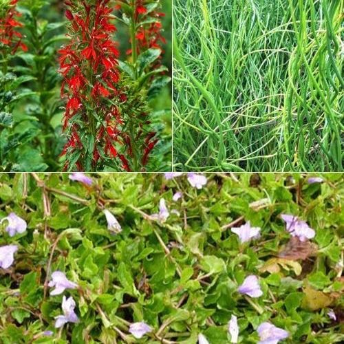 3 Plantes De Bassin Avec Panier Et Anneau De Flottaison