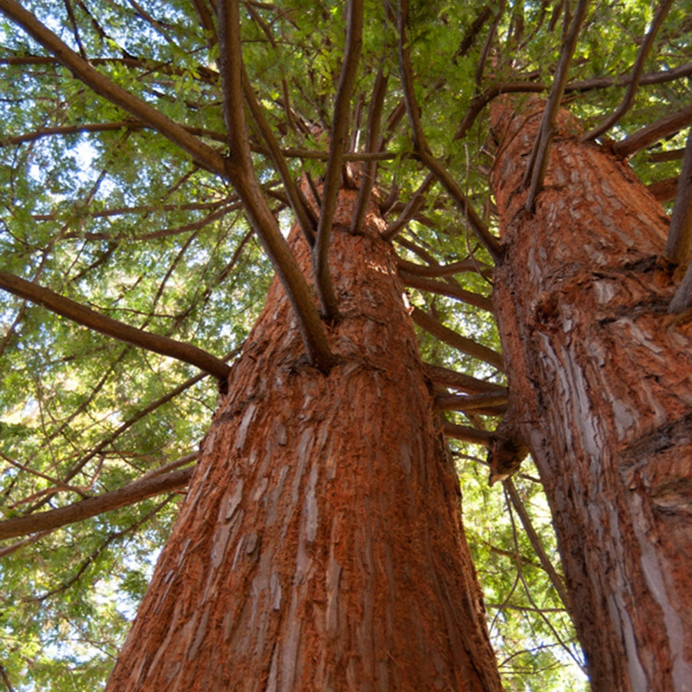 Sequoia à Feuilles D'If