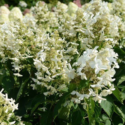 Hortensia Paniculé Levana