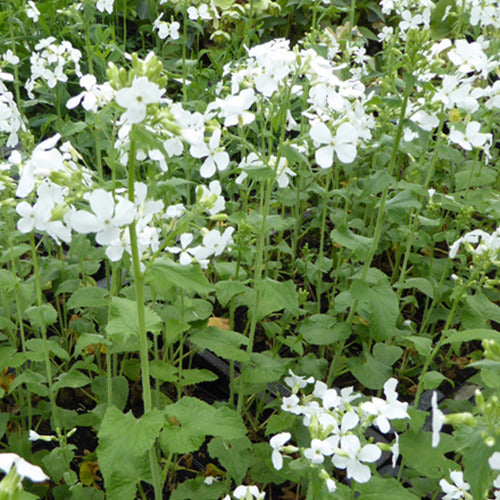 3 Monaies Du Pape à Fleurs Blanches