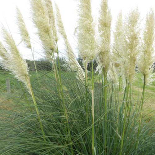 Herbe De La Pampa Argentée Sunningdale Silver