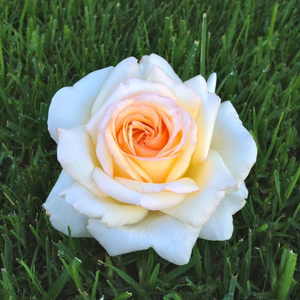 Rosier Anastasia®