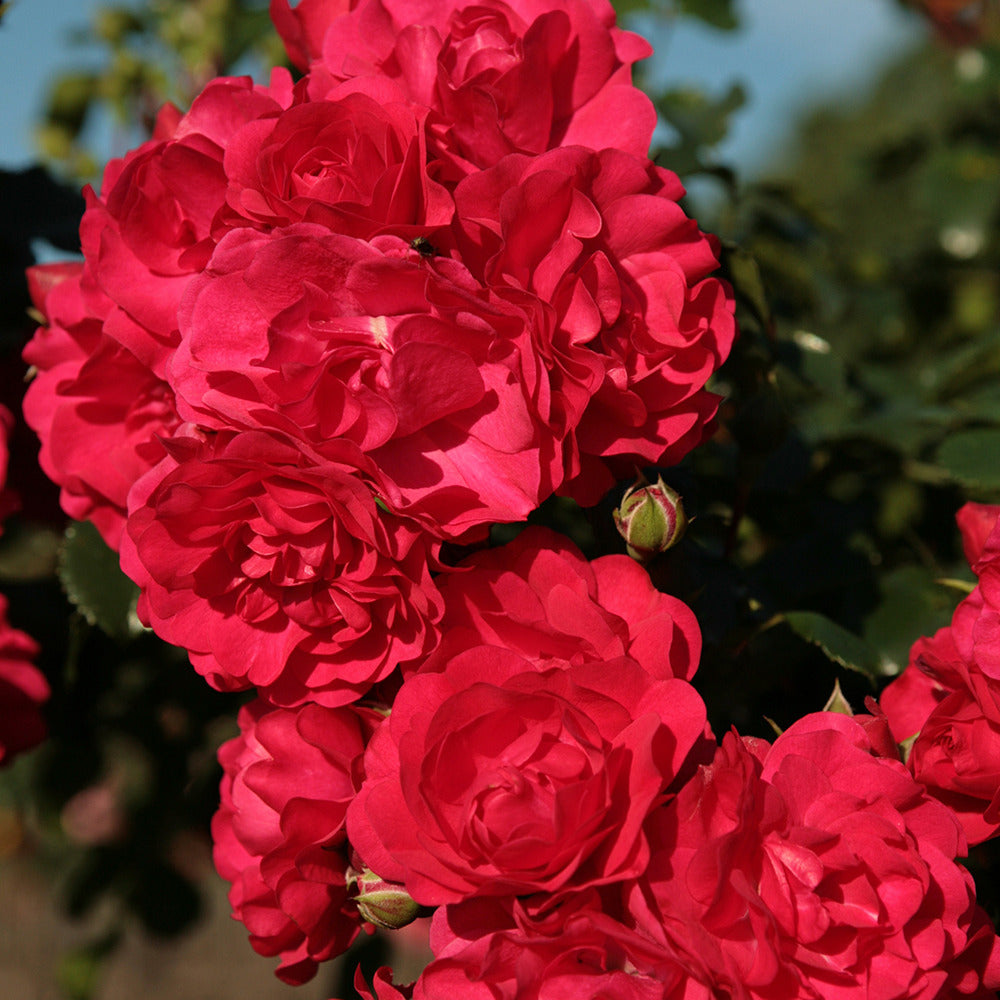 Rosier Toscana®