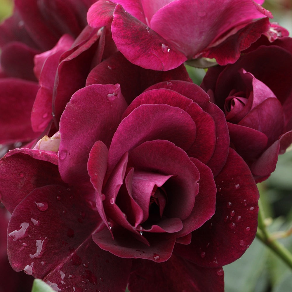 Rosier Burgundy Ice ®