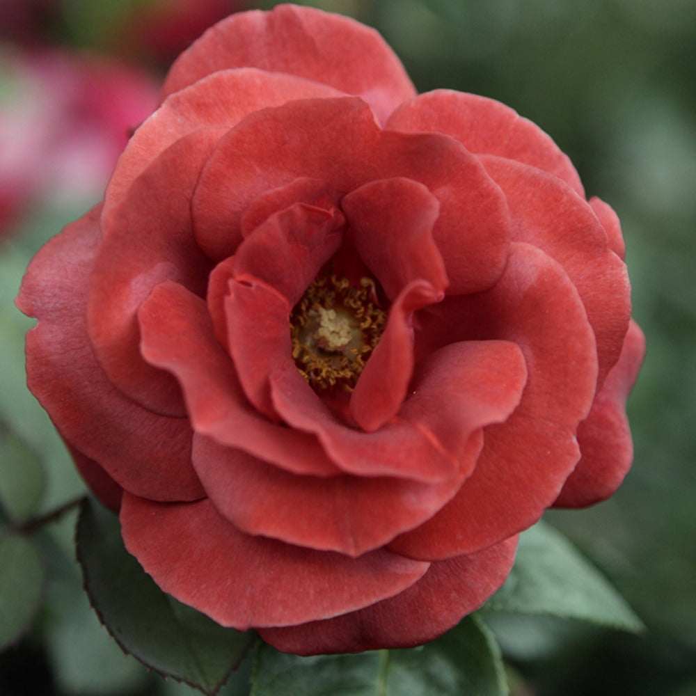 Rosier Terracotta ®