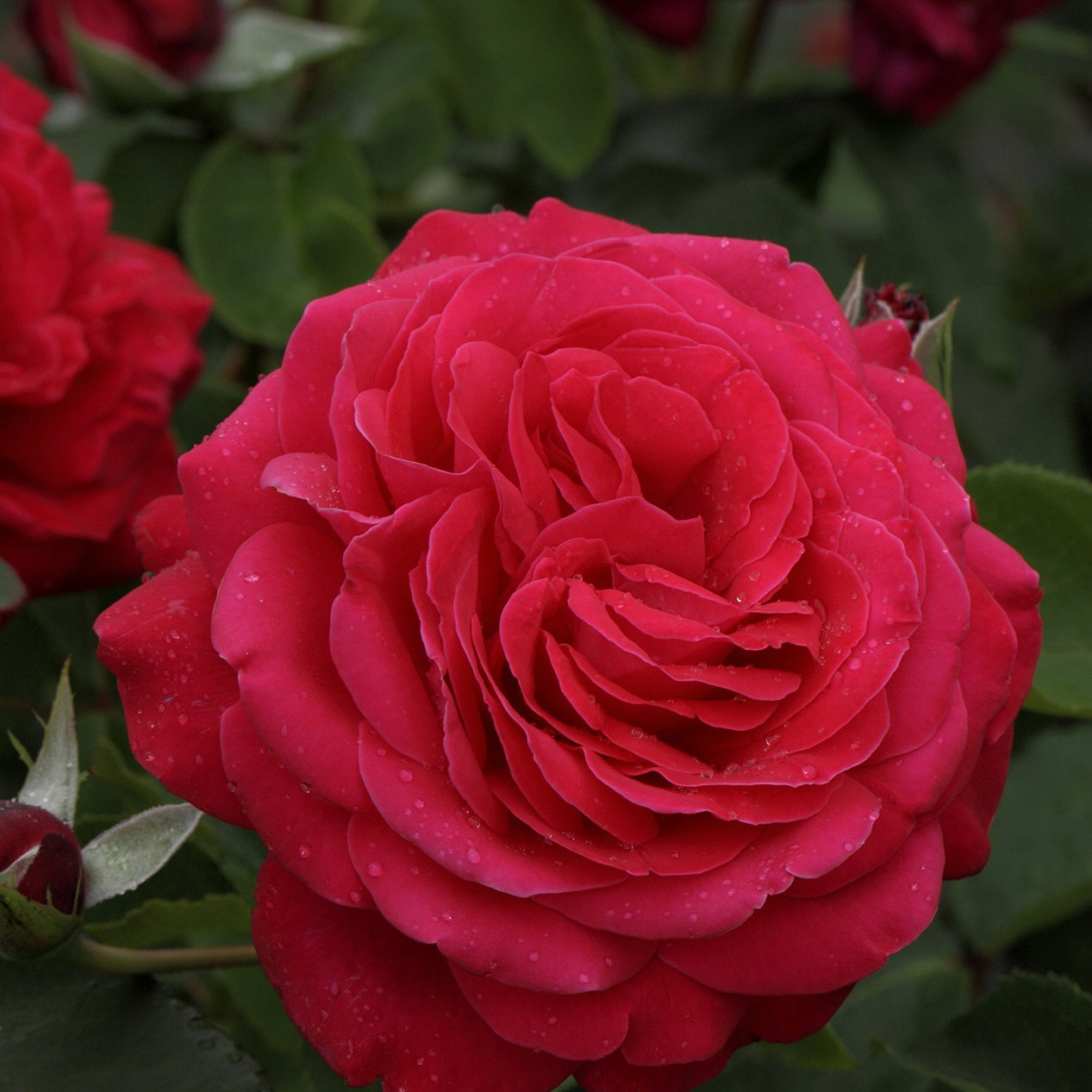 Rosier Dame De Cœur