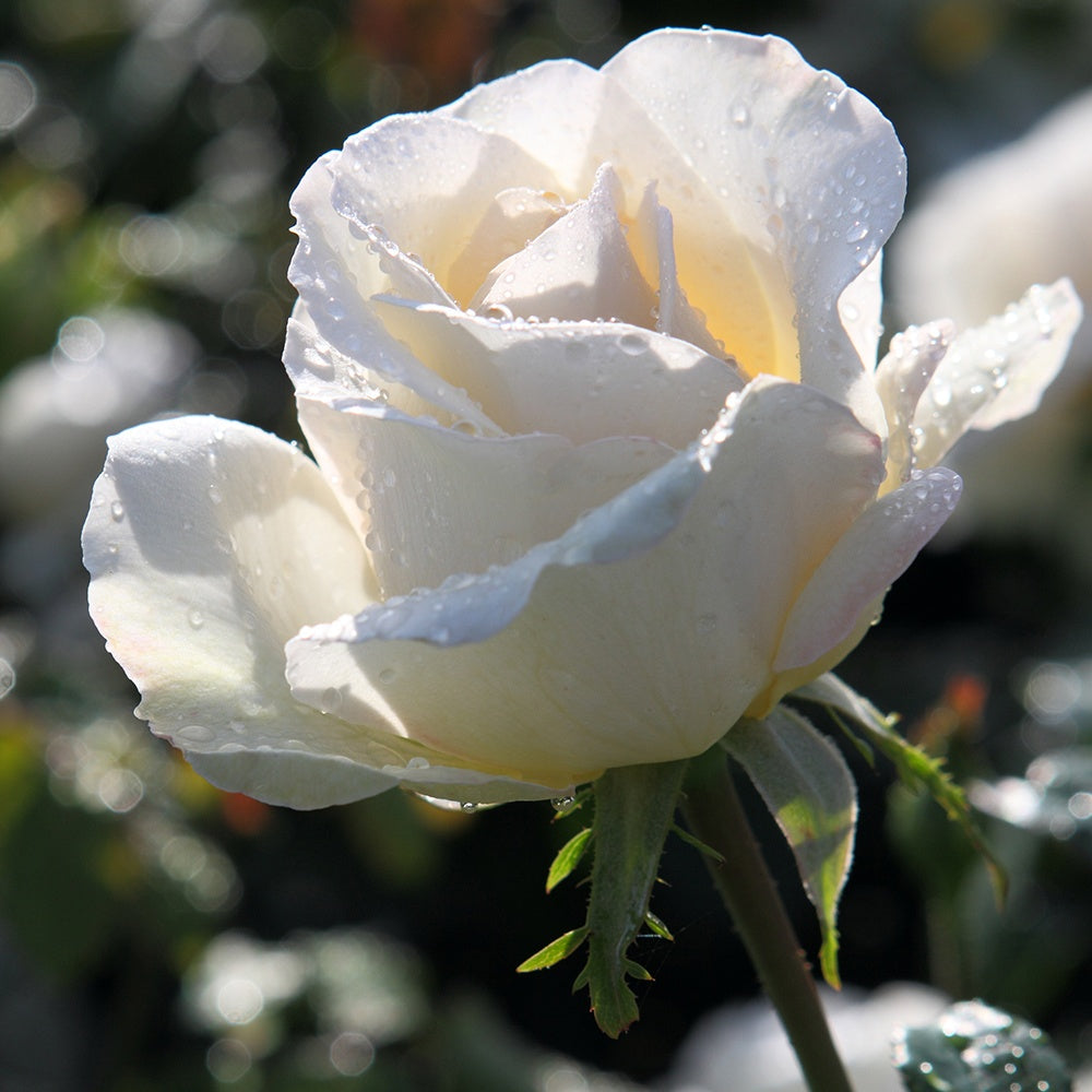 Rosier Kristall