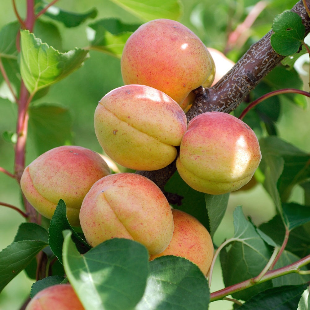 Abricotier Rouge Du Roussillon
