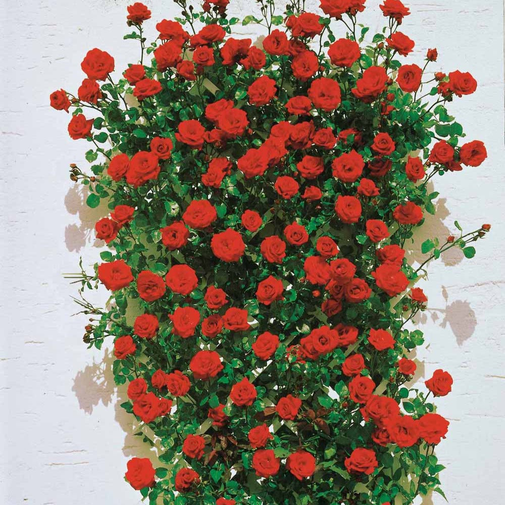 Rosier Grimpant Santana ®