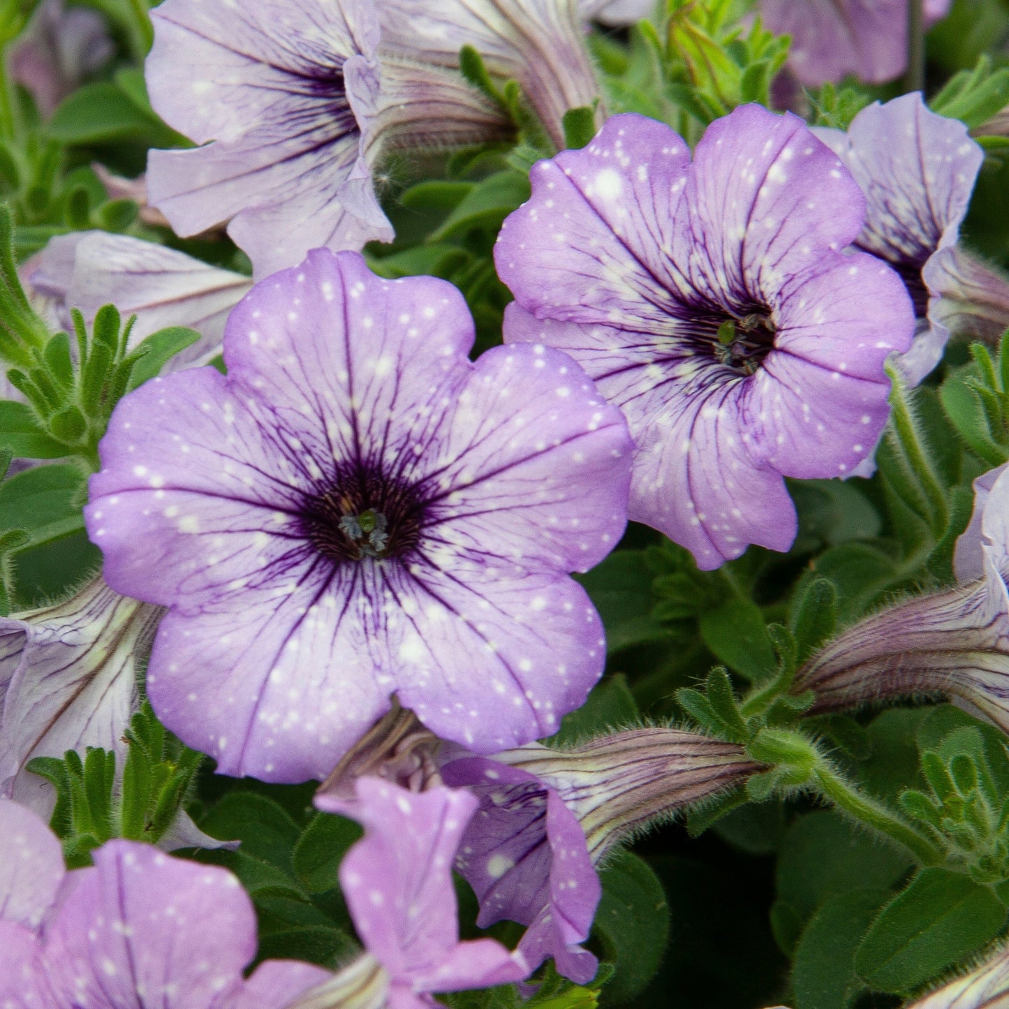 3 Pétunias Lavender Sky