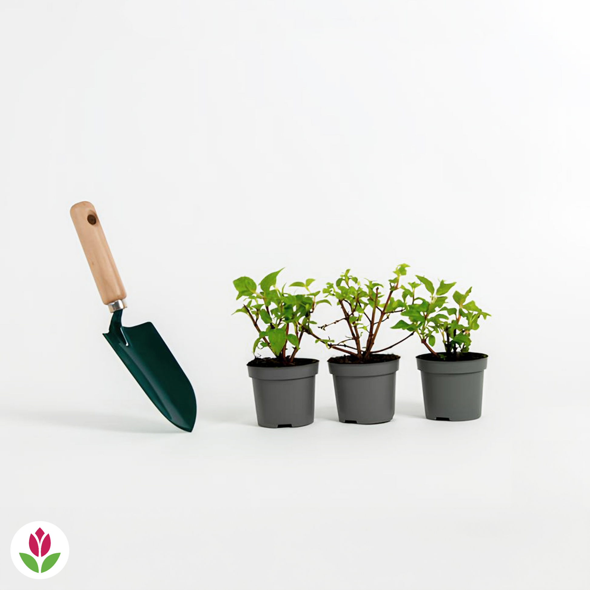  3 Fuchsias Résistants Au Gel Annabel
