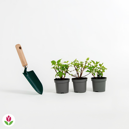 3 Fuchsias Résistants Au Gel Annabel