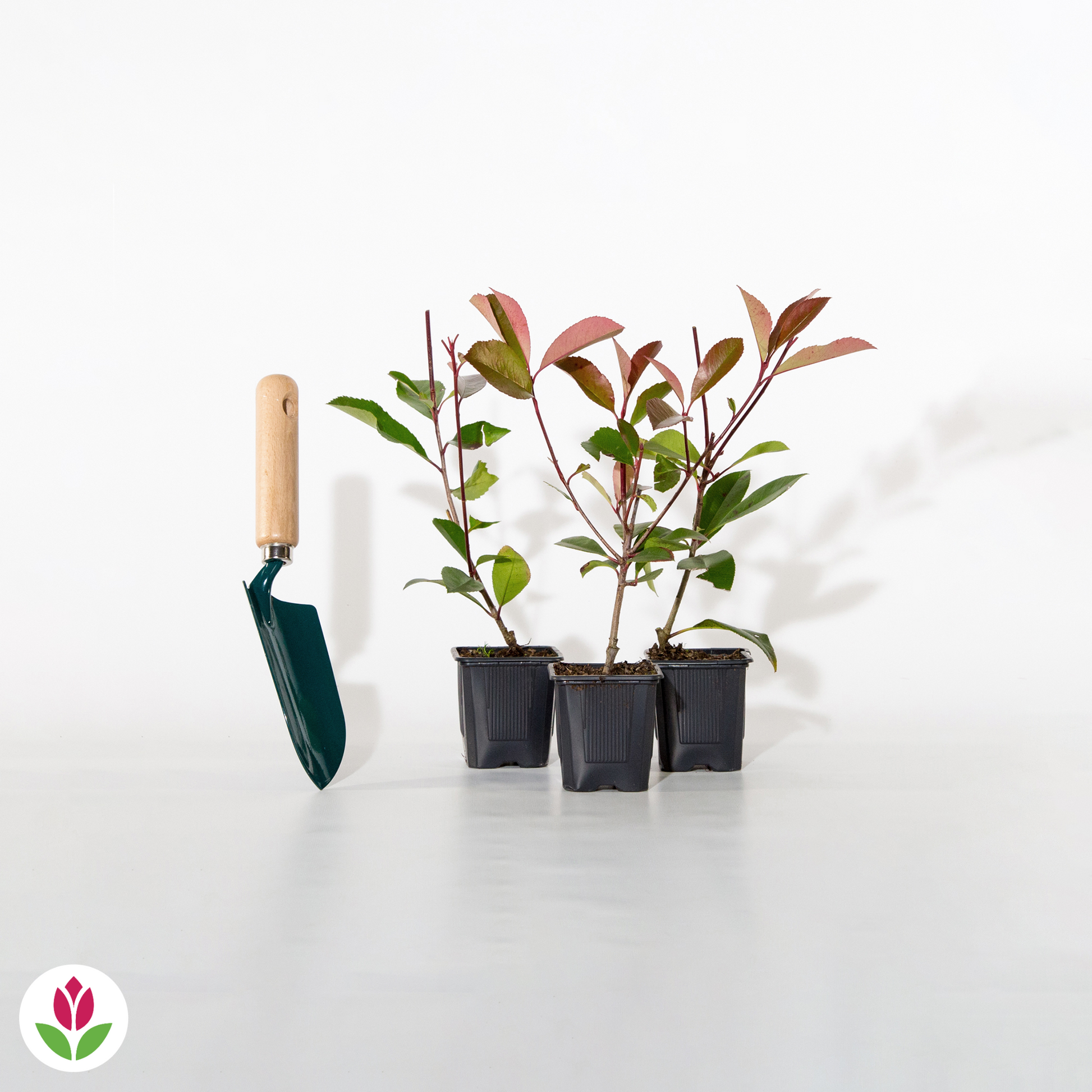  Haie De 3 Photinias Red Robin