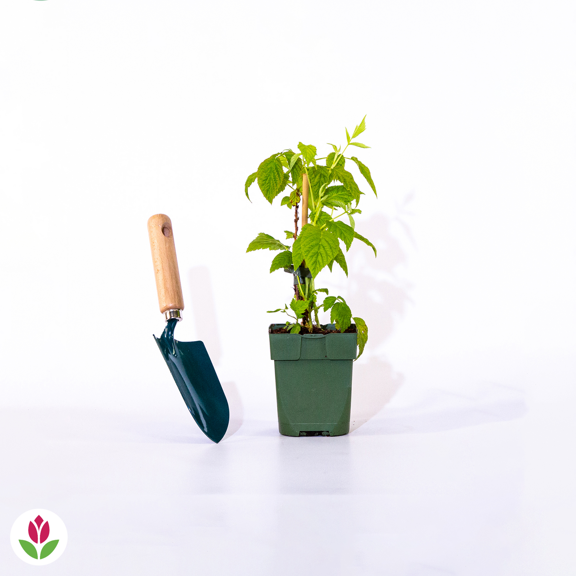  Framboisier Nain Et Compact Non Remontant Beauté Rubis ®