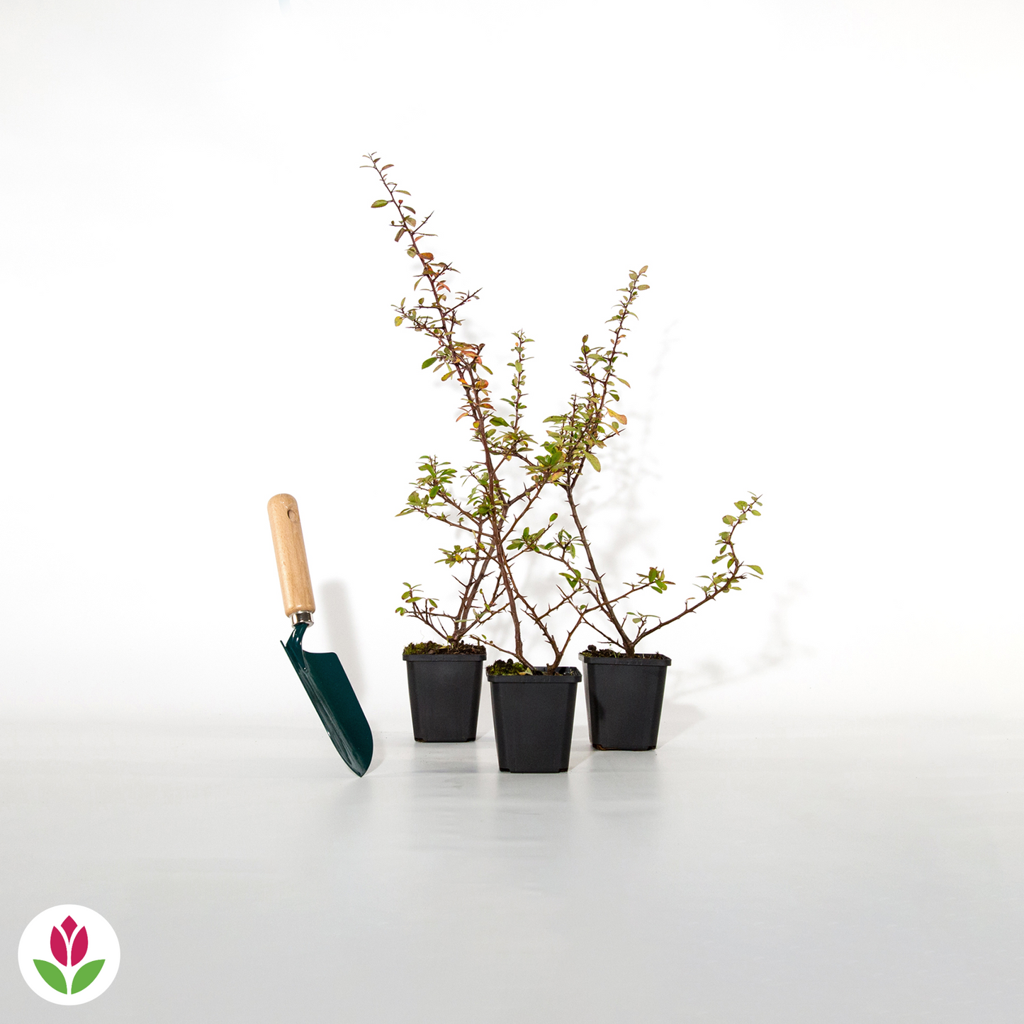  3 Pyracantha Saphyr Rouge