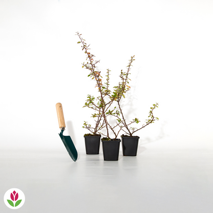  3 Pyracantha Saphyr Rouge