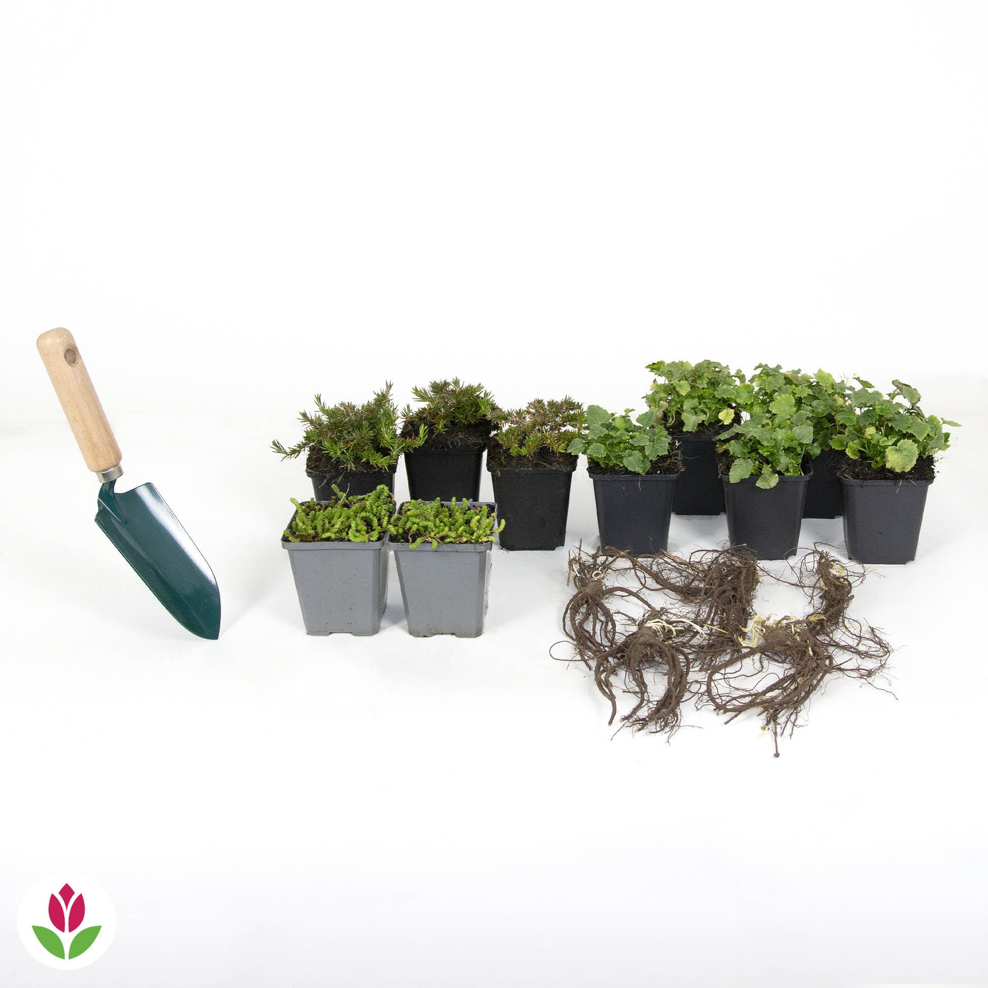  Collection De 15 Plantes Vivaces Rampantes - 2 M²