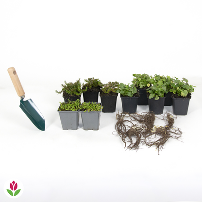  Collection De 15 Plantes Vivaces Rampantes - 2 M²