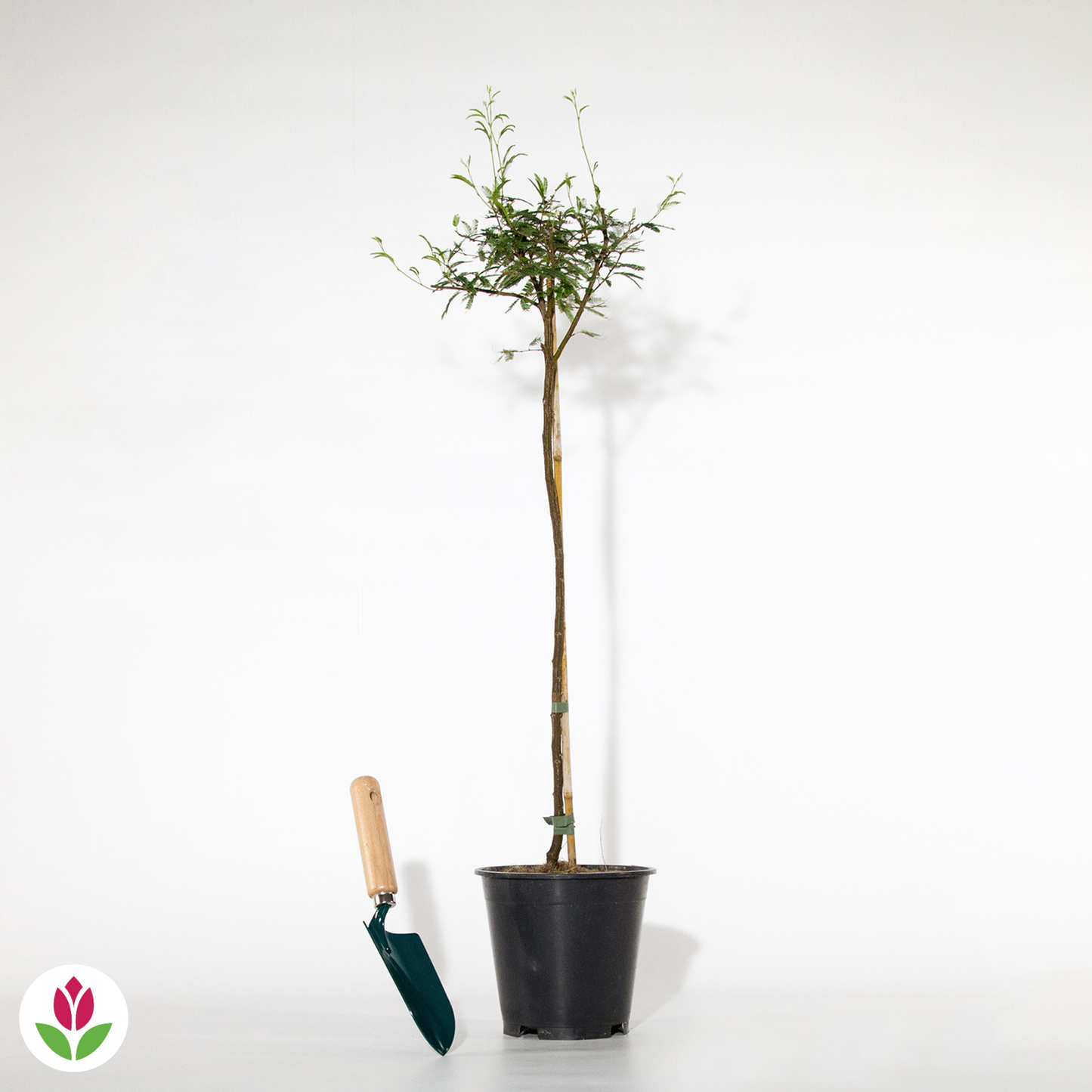  Calliandra Surinamensis Pink Powder Puff Sur Tige