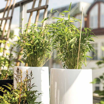  Collection De 3 Arbustes Pour Terrasse Et Jardin Japonais