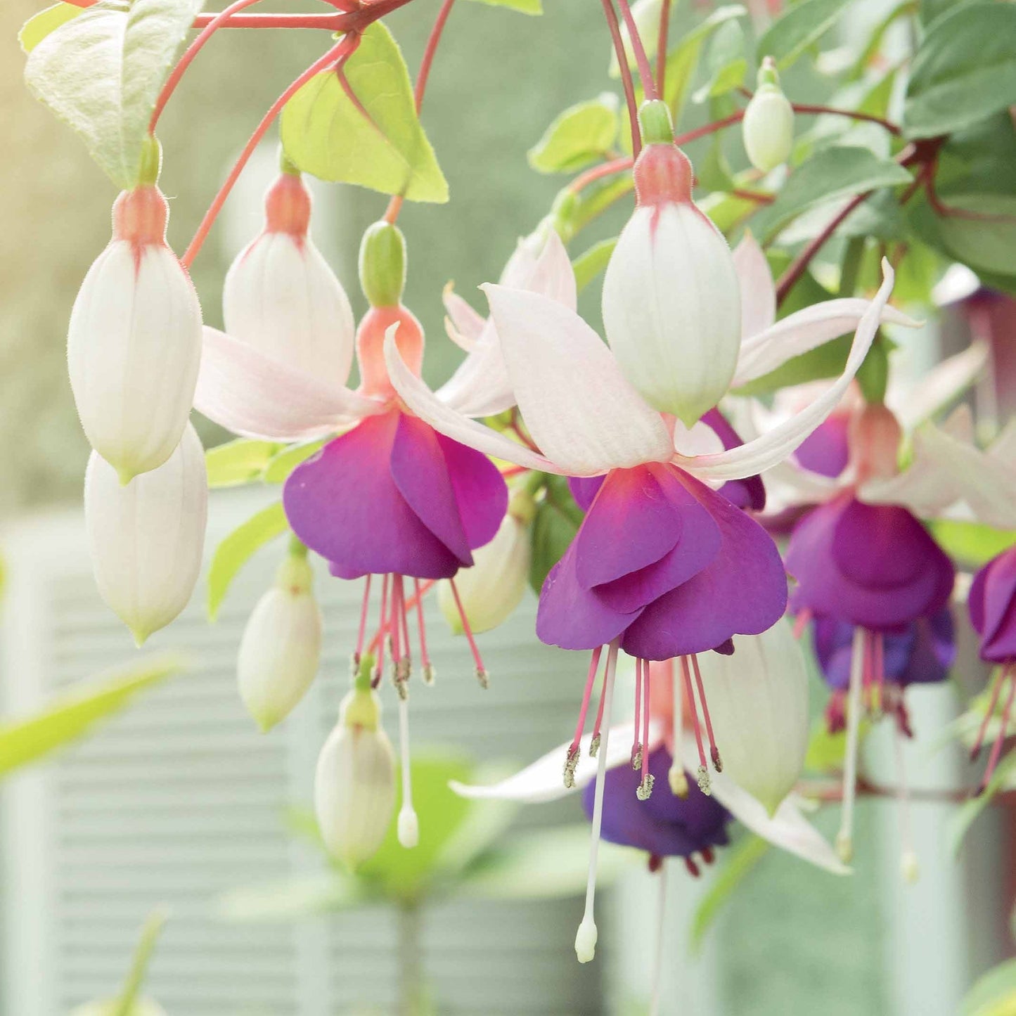  3 Fuchsias Résistants Au Gel Blue Sarah