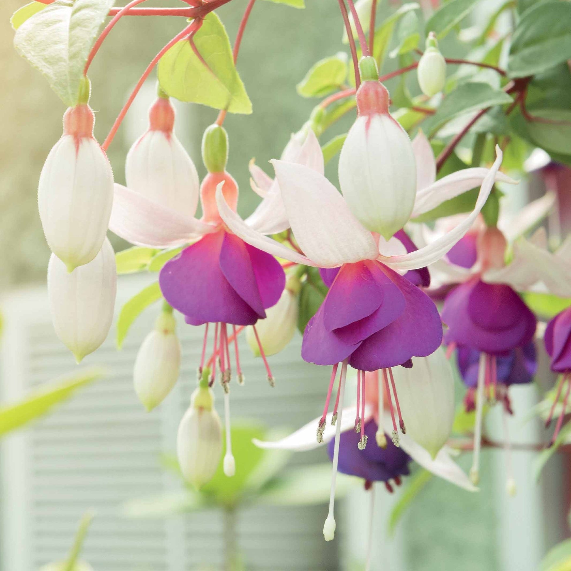  3 Fuchsias Résistants Au Gel Blue Sarah