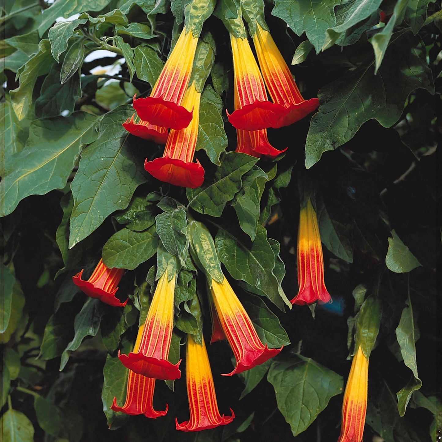  Brugmansia Rouge Et Or