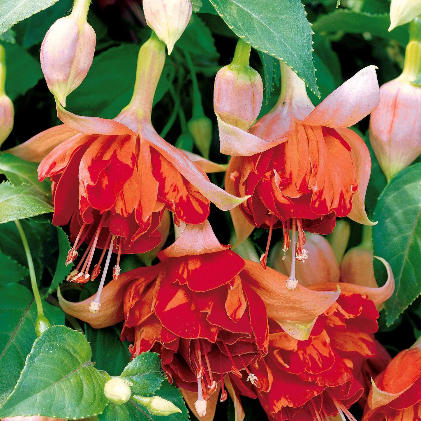  3 Fuchsias Retombants Bicentennial