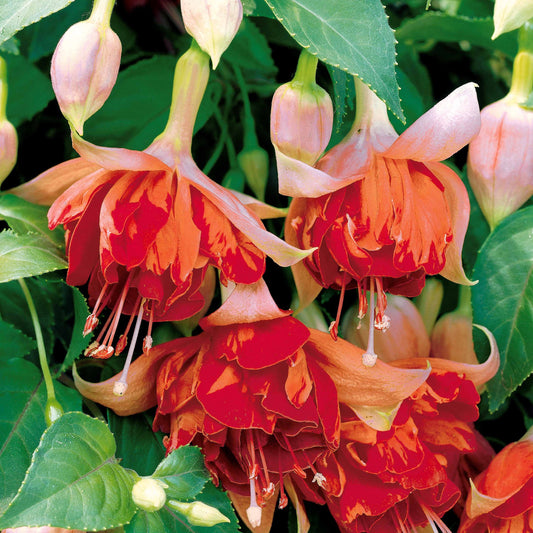  3 Fuchsias Retombants Bicentennial