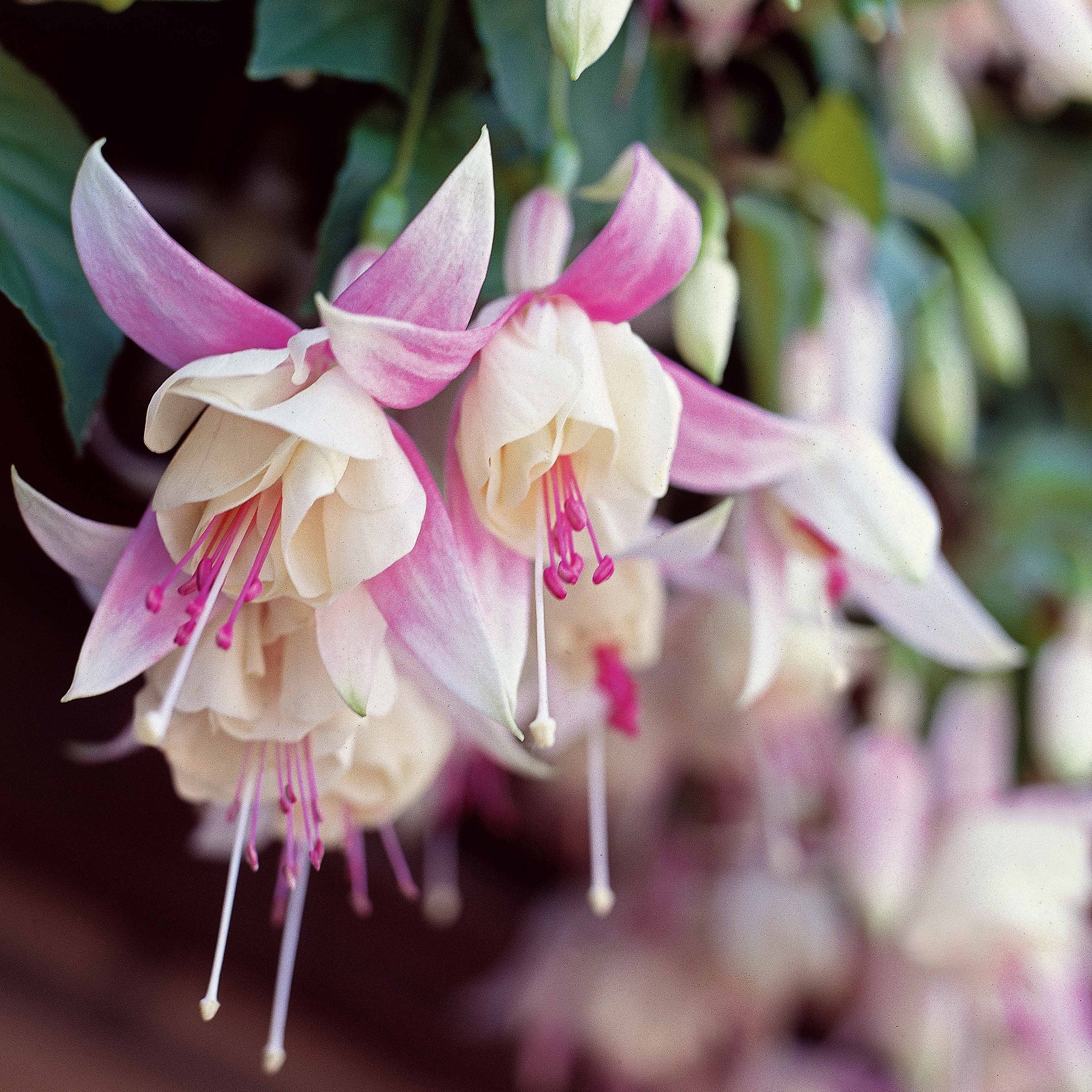  3 Fuchsias Résistants Au Gel Annabel