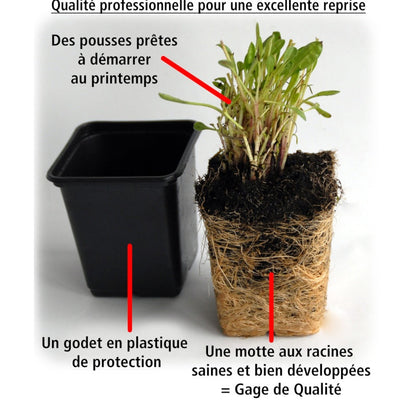  3 Ficoïdes Violettes