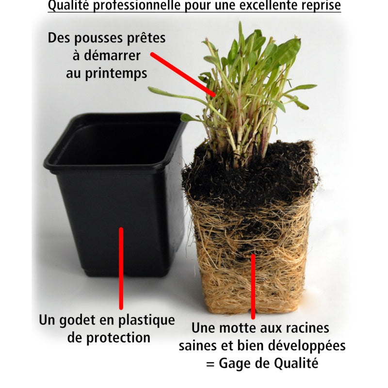  3 Ficoïdes Rouges