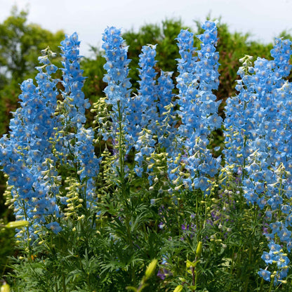  5 Delphiniums Ciel Bleu