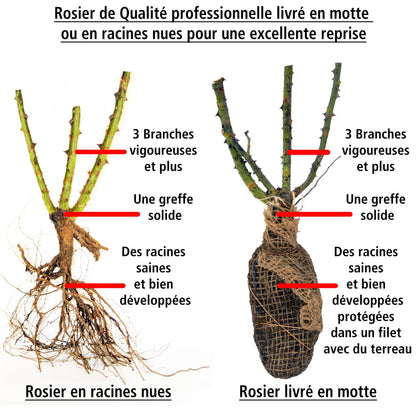  Rosier Buisson Osiria
