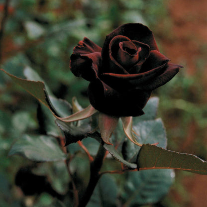 Rosier Buisson Black Baccara ® Meidebenne
