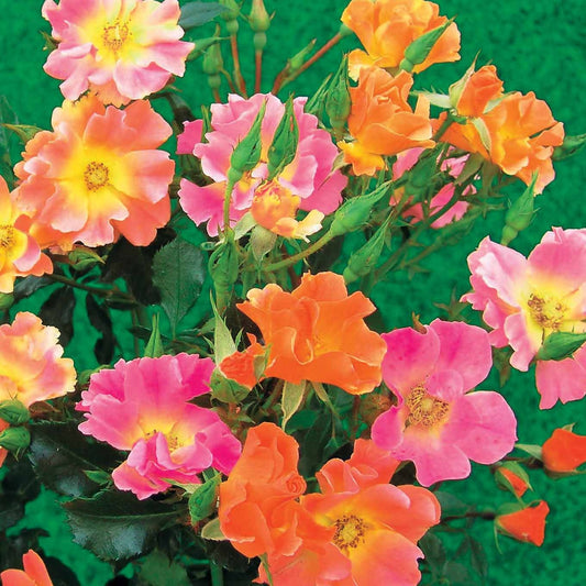  3 Rosiers Couvre-sols Happy Chappy