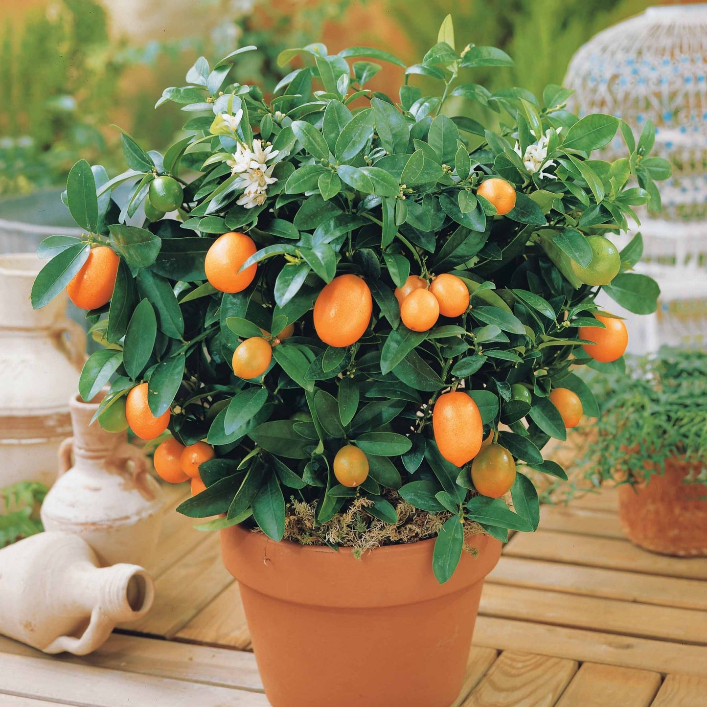  Kumquat