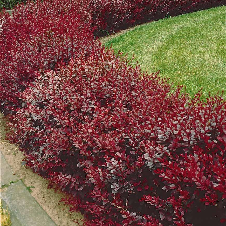  Haie De Berberis Rouges