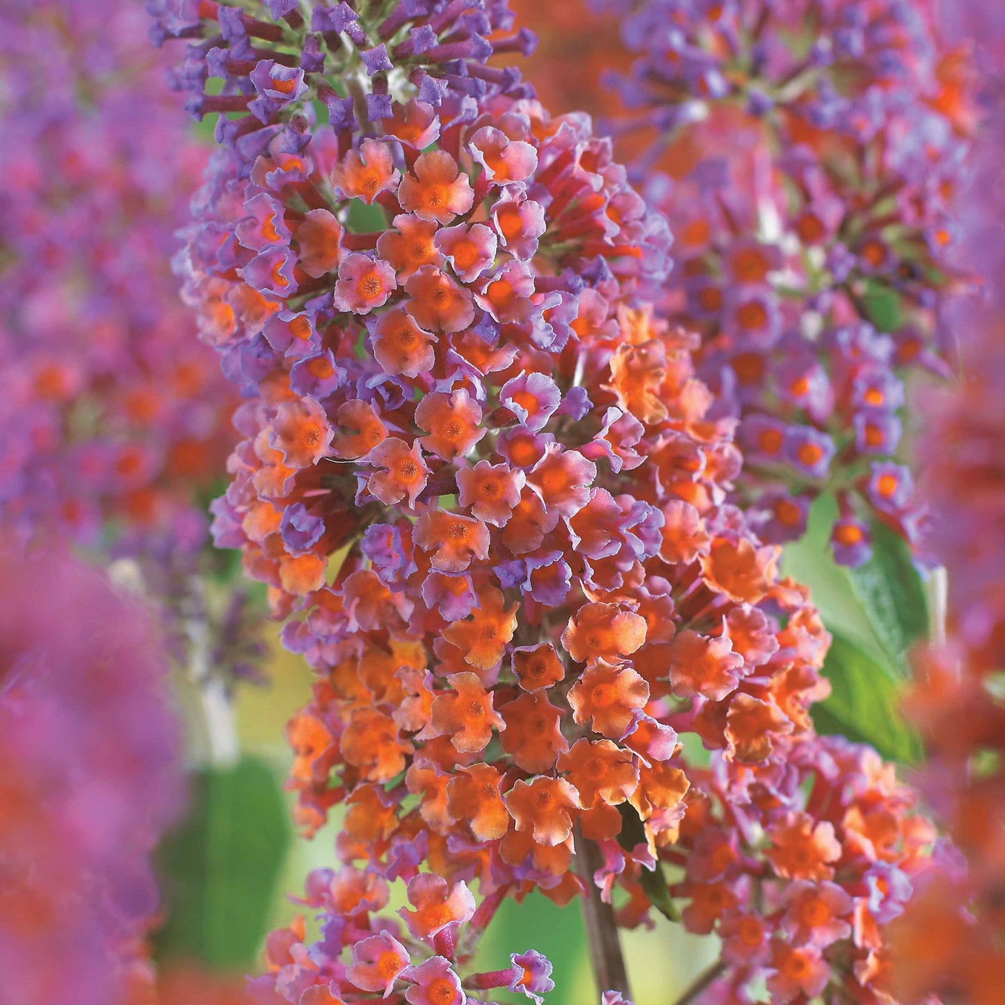  Arbre à Papillons Flower Power