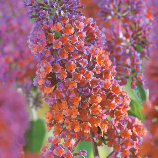  Arbre à Papillons Flower Power