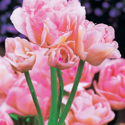  Collection De Tulipes à Fleurs De Pivoine