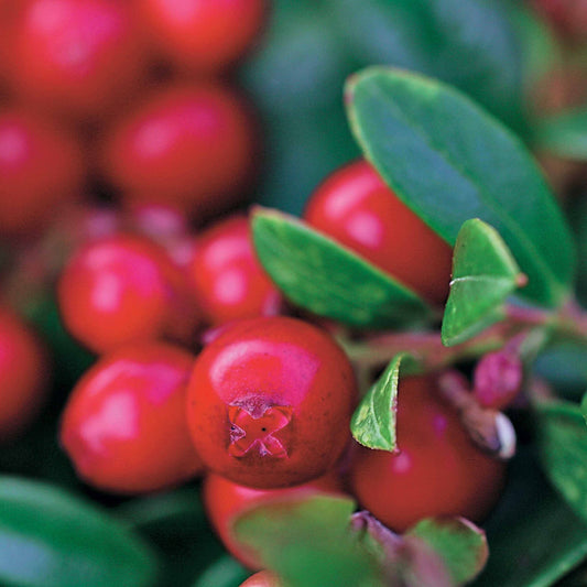  Airelle Rouge Miss Cherry ®