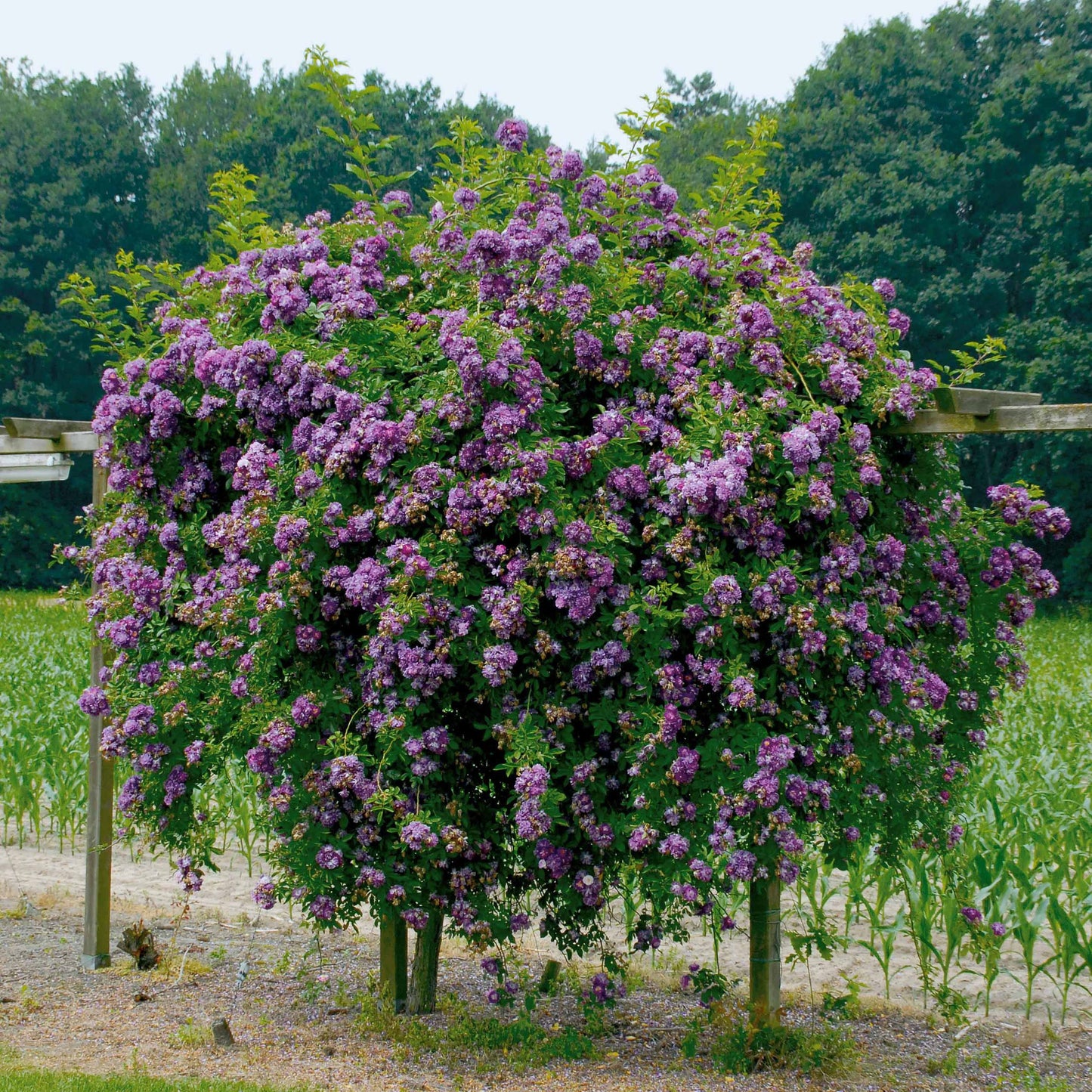 Rosier Bleu Violet Sur Tige