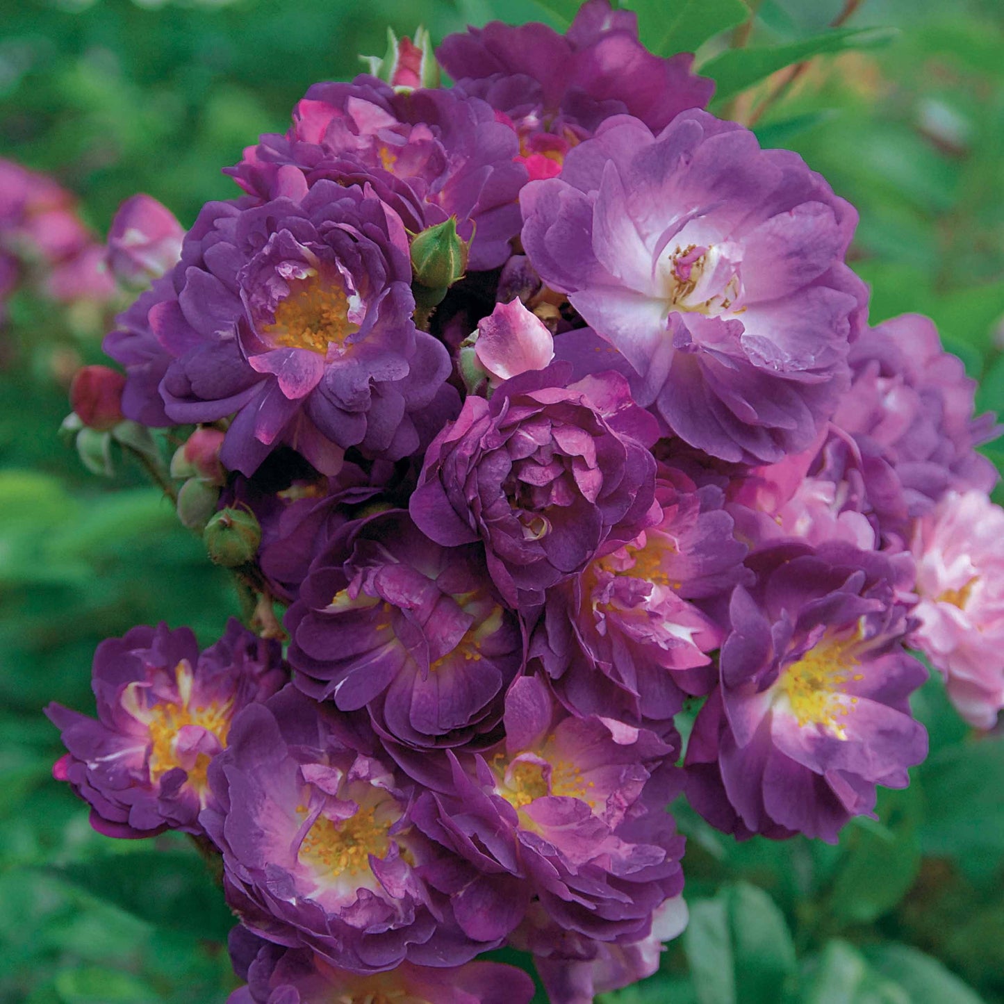  Rosier Bleu Violet Sur Tige