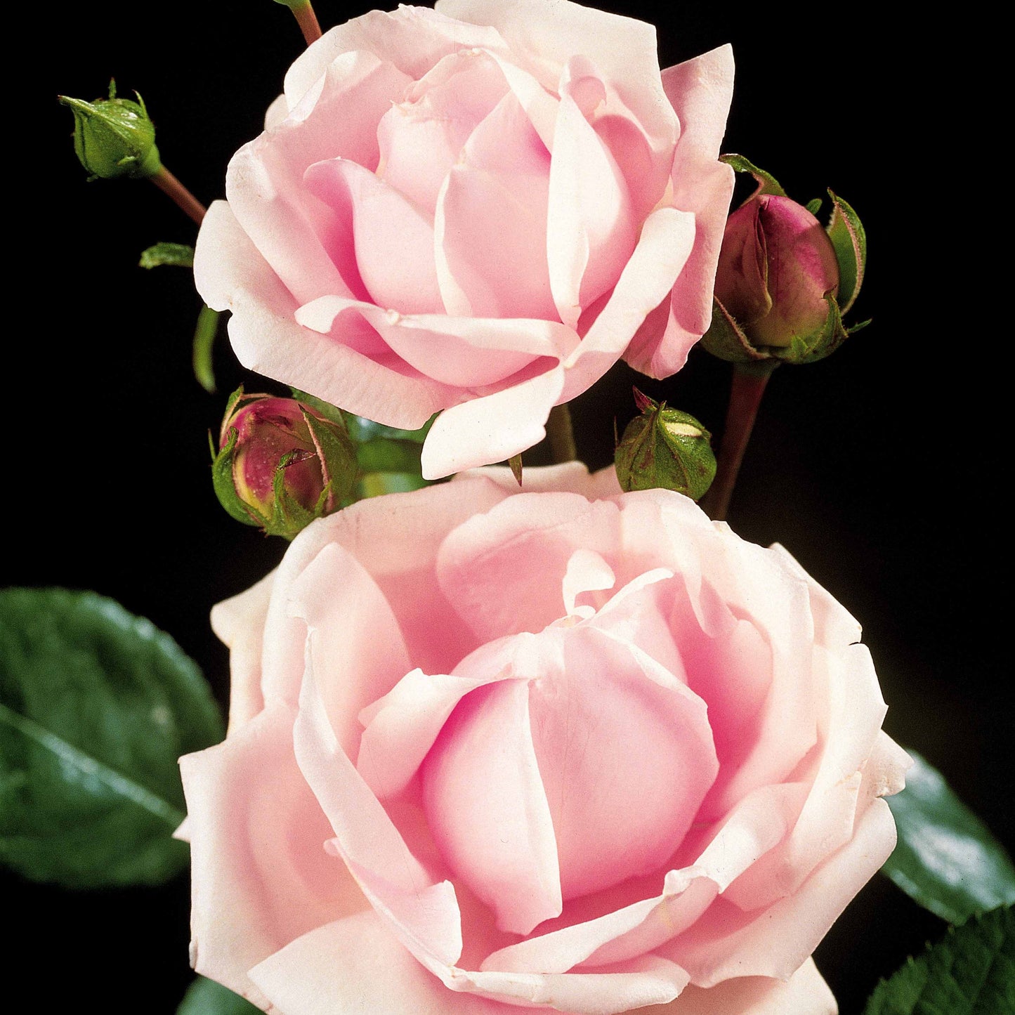 Rosier Cascade Rose Sur Tige