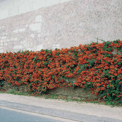  3 Pyracantha Saphyr Rouge