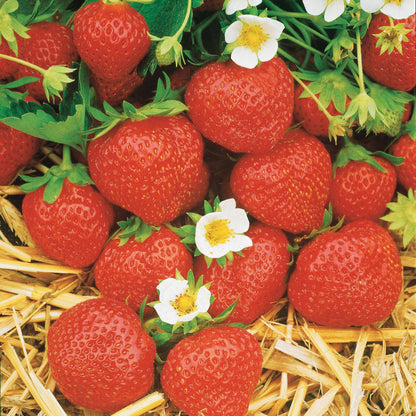  Fraisier Remontant Mara Des Bois
