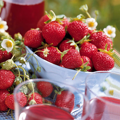  Fraisier Remontant Mara Des Bois